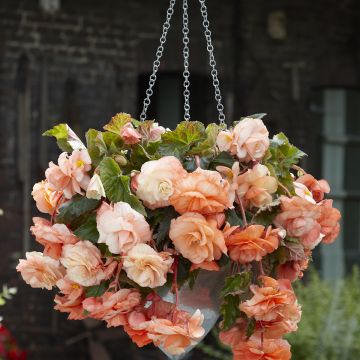 Begonia Pink Balcony - Begonia  retombant