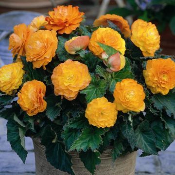 Bégonia double Non Stop Apricot