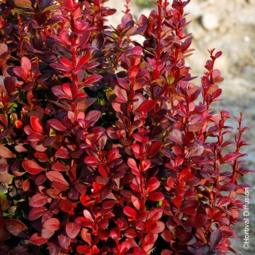 Berberis thunbergii Golden Rocket - Epine-vinette 
