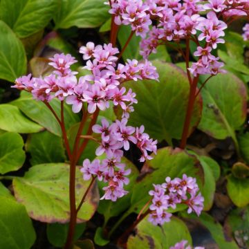 Bergenia cordifolia rose