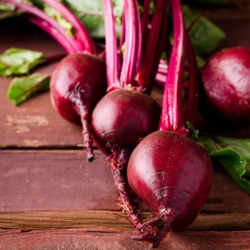 Betterave potagère Grenade Hybride F1