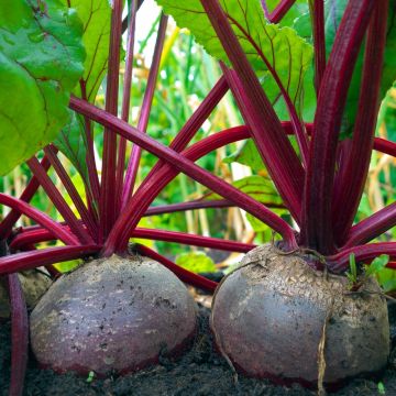 Betterave d'Egypte BIO