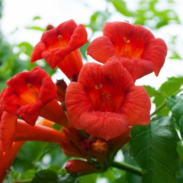 Bignone - Campsis x tagliabuana Grenadine