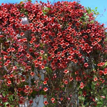 Bignonia capreolata atrosanguinea, bignone chocolat Meilland Richardier