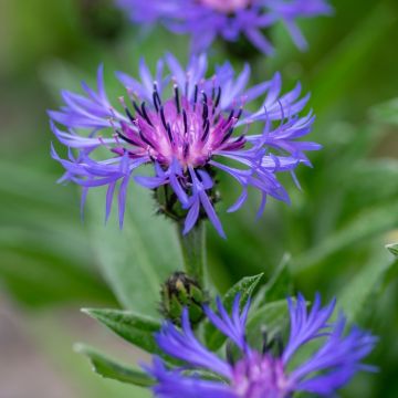 Centaurée, Centaurea montana