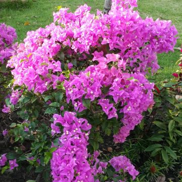 Bougainvillée - Bougainvillea spectoglabra Violet de mèze