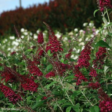 Buddleia davidii Rêve de Papillon Pink - Arbre aux papillons