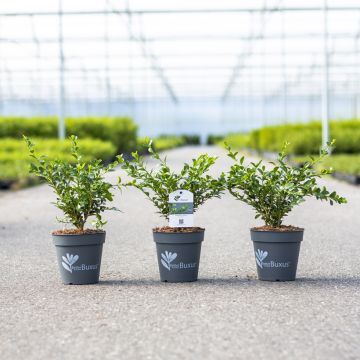 Buis Betterbuxus Heritage