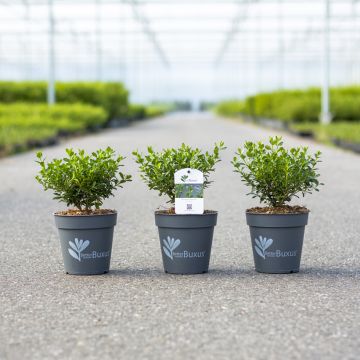 Buis Betterbuxus® Renaissance