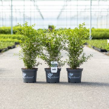 Buis Betterbuxus Skylight