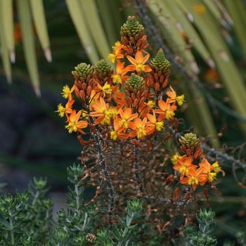 Bulbine frutescens Hallmarck 