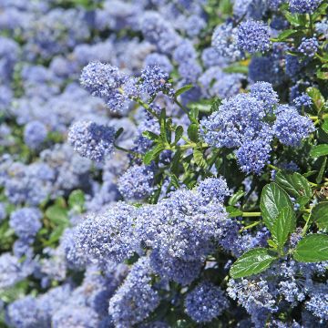 Céanothe pallidus Marie Blue ®