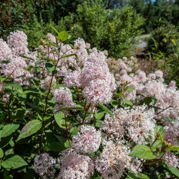 Céanothe pallidus Marie Rose® - Lilas de Californie