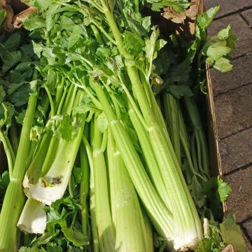 Céleri branche d'Elne