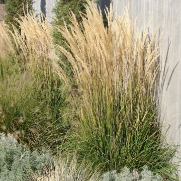 Calamagrostis acutiflora Karl Foerster