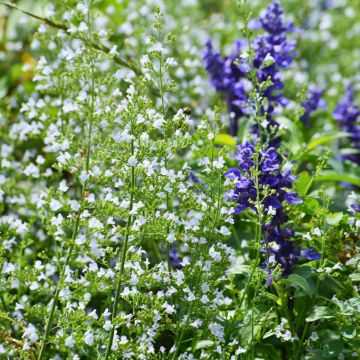 Calamintha nepeta - Calament