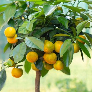 Calamondin, Citrus madurensis, Citrofortunella mitis 