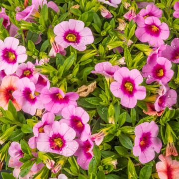 Mini-Pétunia LIA Spark Pink