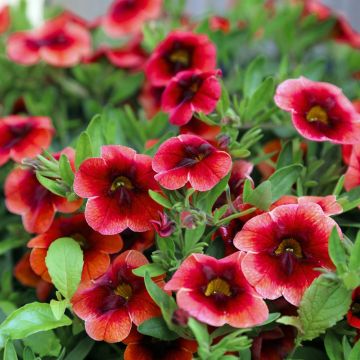 Mini-Pétunia LIA Dark Red