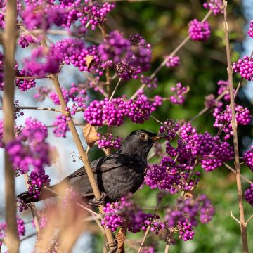 Callicarpa bodinieri Imperial Pearl - Callicarpe