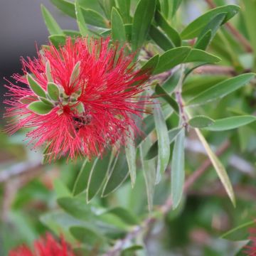 Callistemon (x) laevis - Rince-bouteille.