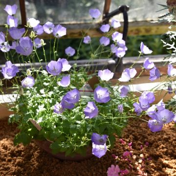 Campanule des carpates