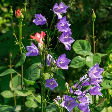 Campanule persicifolia bleue