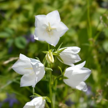 Campanula persicifolia ‘Alba’ ou campanule à feuilles de pêcher blanche