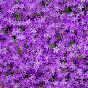 Campanule poscharskyana bleue