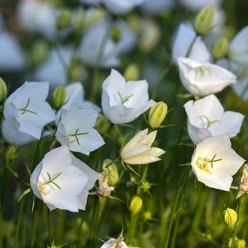 Campanule carpatica Clips blanche - Campanule des Carpates en pot de 2/3 L