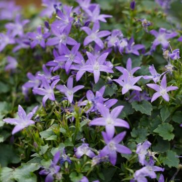 Campanule poscharskyana