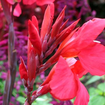 Canna Felix Roux - Balisier nain à fleurs rouge pâle