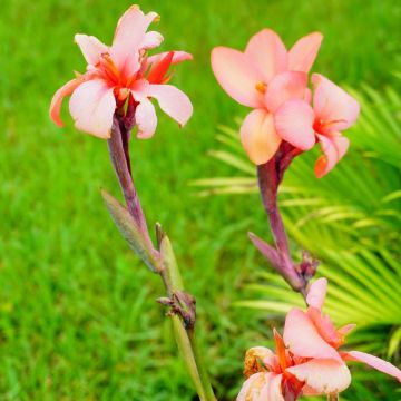 Canna Mme Angèle Martin