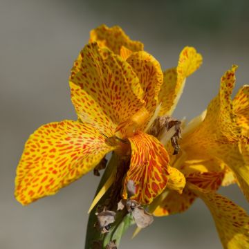 Canna Picasso - Balisier jaune picté de rouge