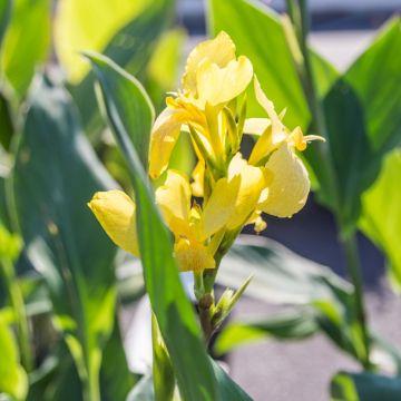 Canna Soleil d'Or - Balisier de taille moyenne, à fleurs jaune d'or éclatant.