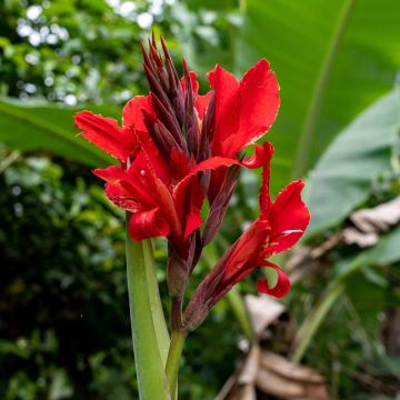 Canna Strasbourg - Balisier de taille moyenne, à fleurs rouge sang.