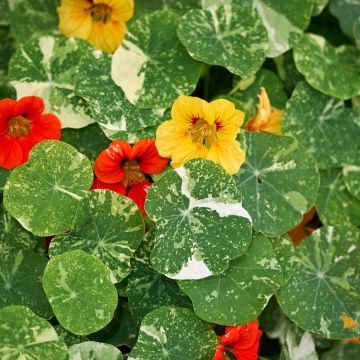 Capucine Alaska en mélange