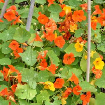 Capucine naine Tom Pouce variée