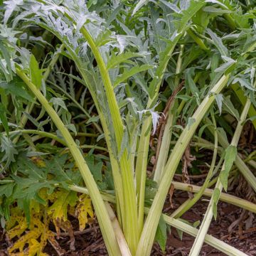 Cardon plein blanc Inerme 