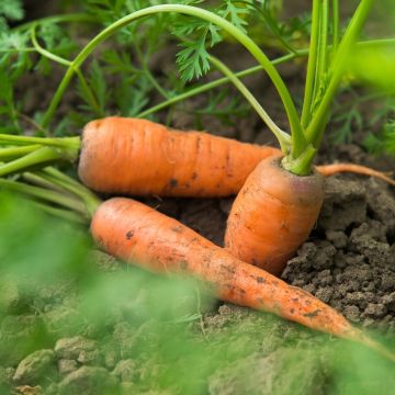 Carotte Nantaise Améliorée 3 Race Tam Tam