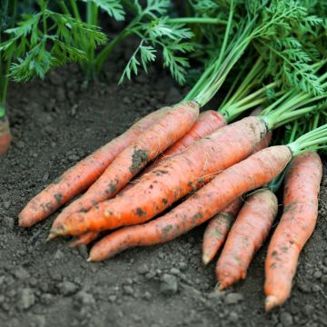 Carotte Touchon BIO