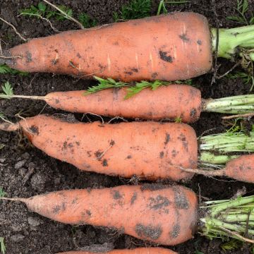 Carotte Chantenay à coeur rouge 2