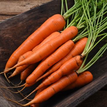 Carotte de Colmar à coeur rouge 2