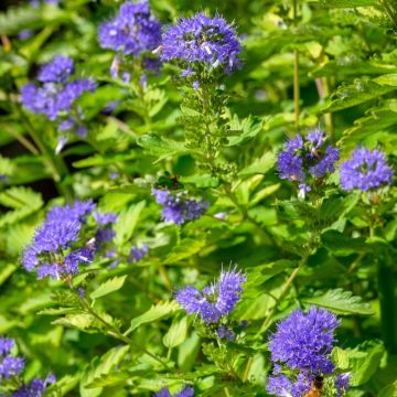Caryopteris incana Sunny Blue - Spirée bleue, Barbe bleue