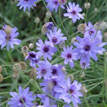 Catananche, Cupidone