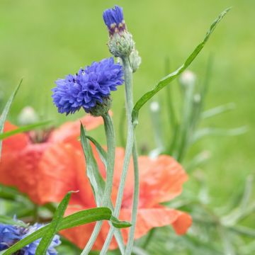 Centaurée Bleuet double bleue