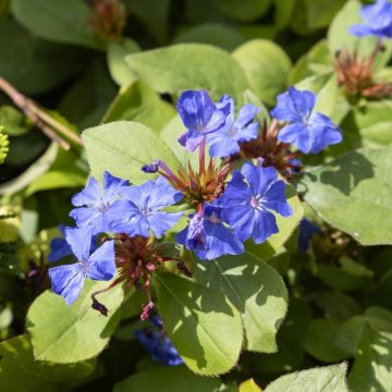 Ceratostigma, Dentelaire