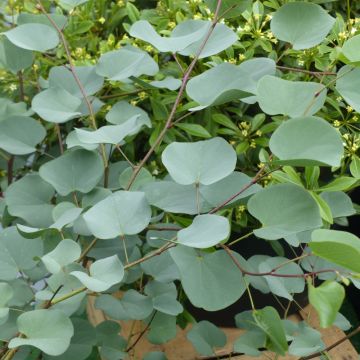 Cercis chinensis Shirobana - Gainier de Chine