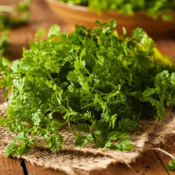 Cerfeuil commun BIO