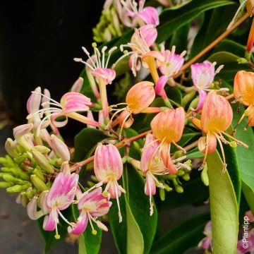 Chèvrefeuille hybride - Lonicera Marinella